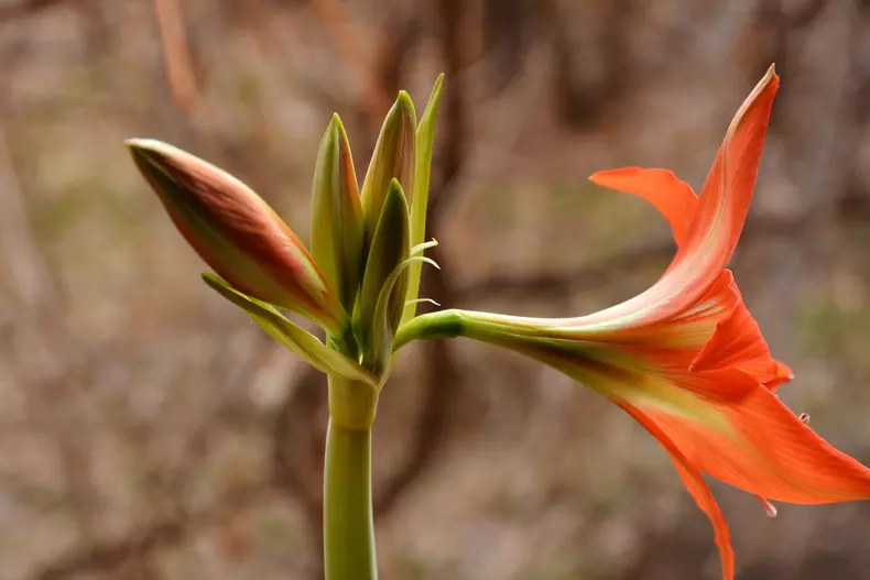 Amaryllis