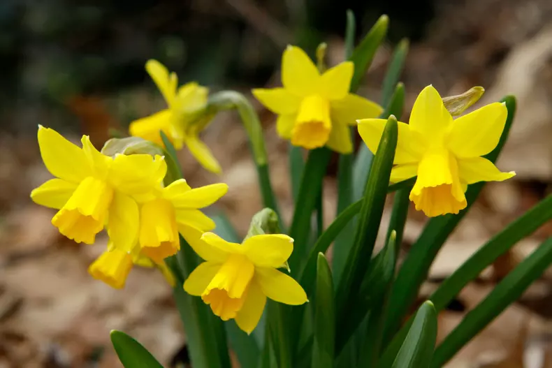 Narcisele