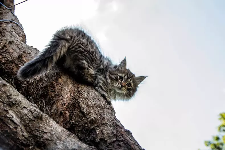 „Luna felinelor” revine la Nat Geo Wild. Ce documentare sunt în program (1)