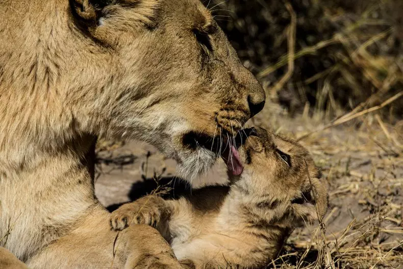 „Luna felinelor” revine la Nat Geo Wild. Ce documentare sunt în program (3)