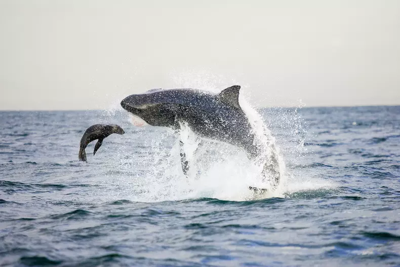 Discovery Channel