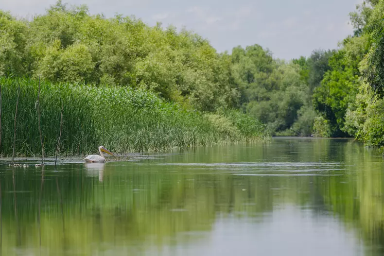 ROventura_Kanal D