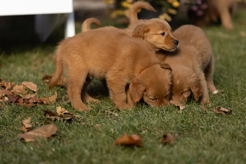 Cățeluși peste tot - Puppies Everywhere (2)