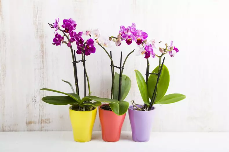 Three,Orchids,In,Pots,On,A,Wooden,Table.,Beautiful,Indoor