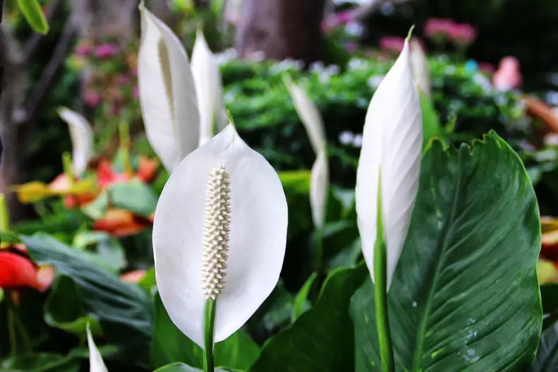 Spathiphyllum