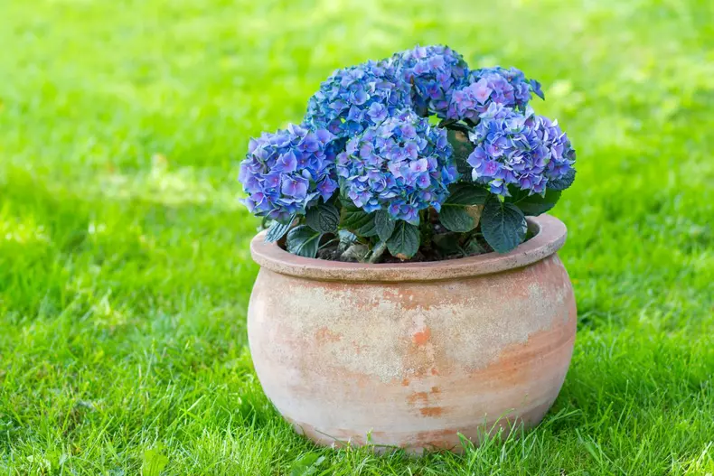 Hortensia,Flowers,In,A,Clay,Pot