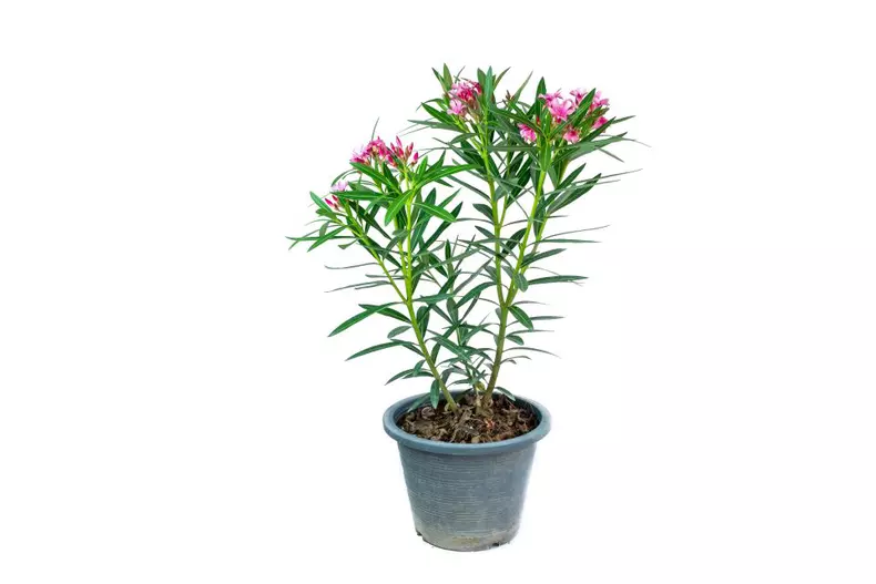 Oleander,Or,Sweet,Oleander,Well,Know,As,Rose,Bay,(nerium