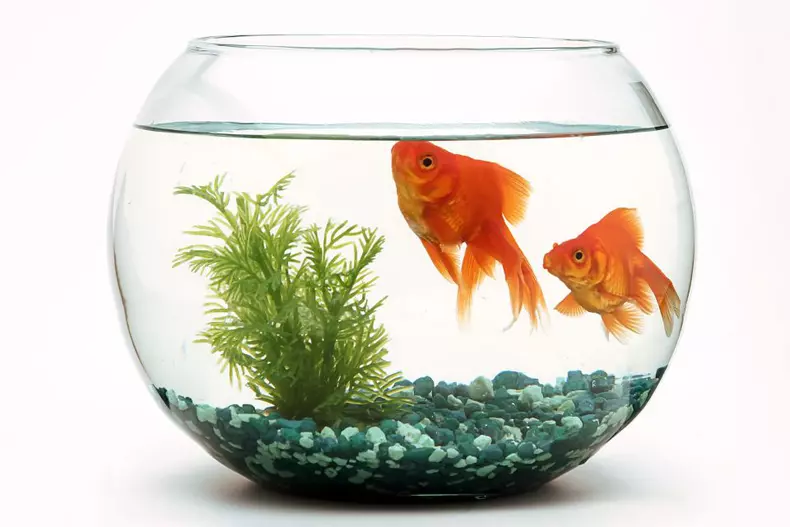 Goldfish,Fishbowl