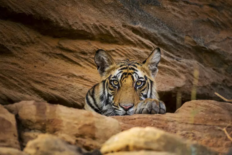 Dynasties_Early release_00_002