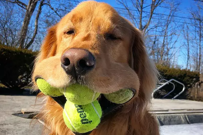 finley-cainele-care-tine-cele-mai-multe-mingi-de-tenis-in-gura