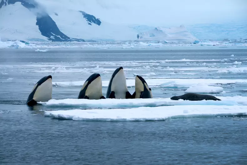 Expeditia Orca