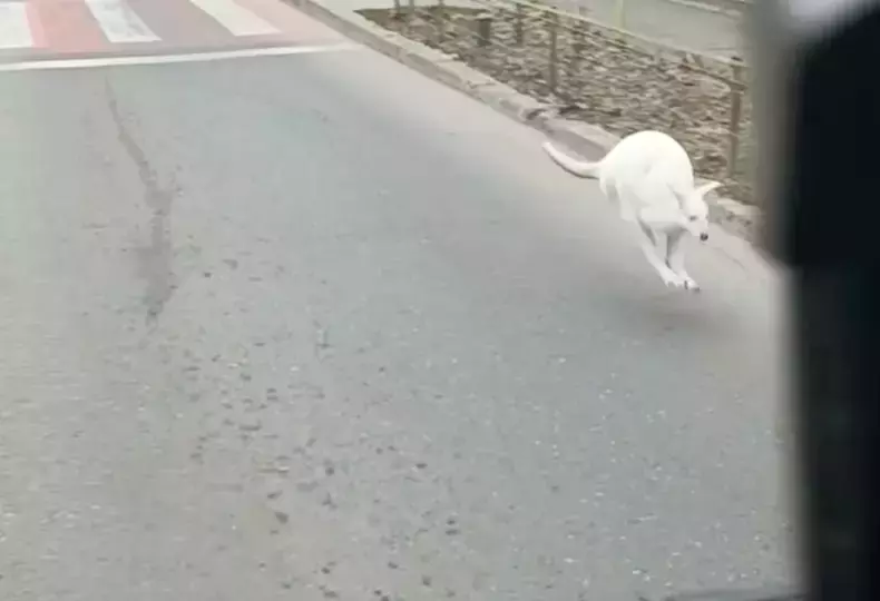 cangur-alb-rahova-1