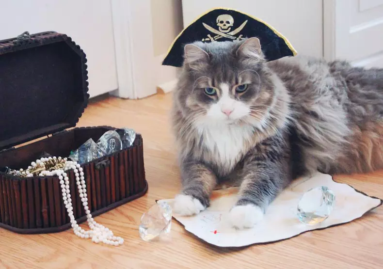 Cele mai amuzante costume de Halloween pentru animale