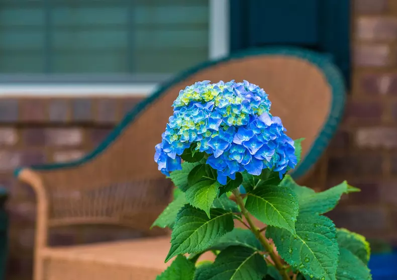 hortensie