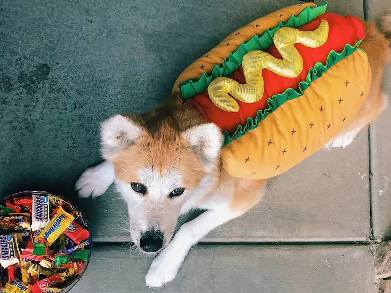 Cele mai amuzante costume de Halloween pentru animale