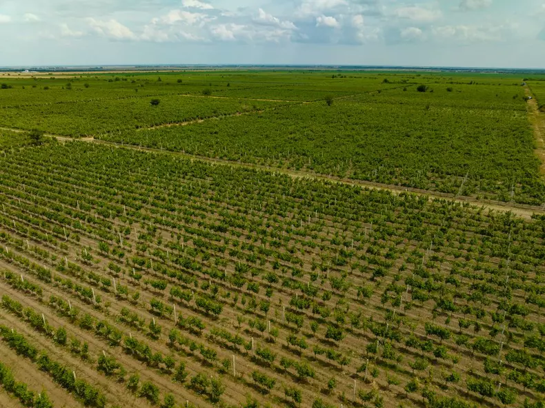 ROventura, 29 iulie 2023. Vrancea, „țara viei și-a vinului”