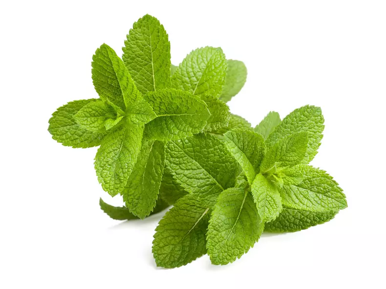 Mentă
