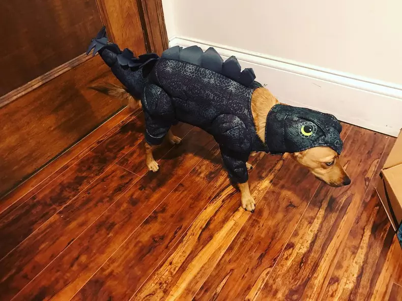 Cele mai amuzante costume de Halloween pentru animale