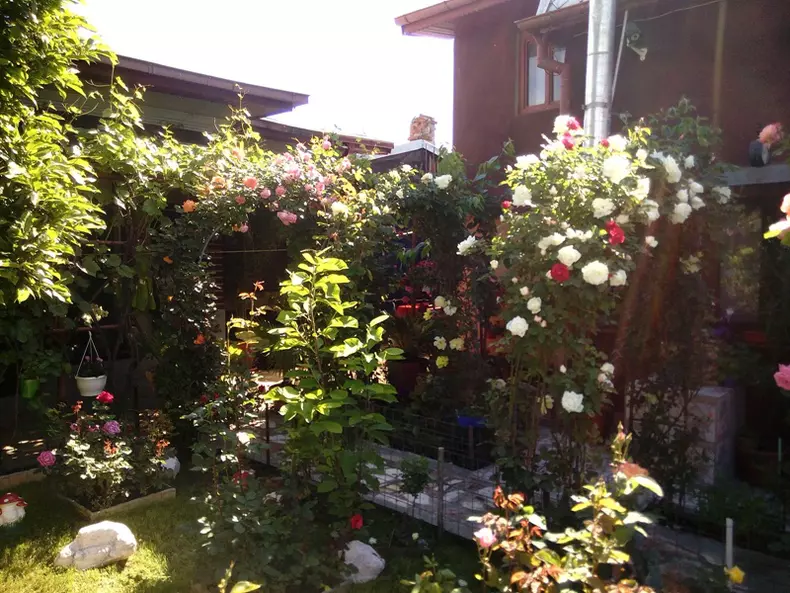 cea-mai-frumoasa-gradina-premiul 2 - Benga Razvan