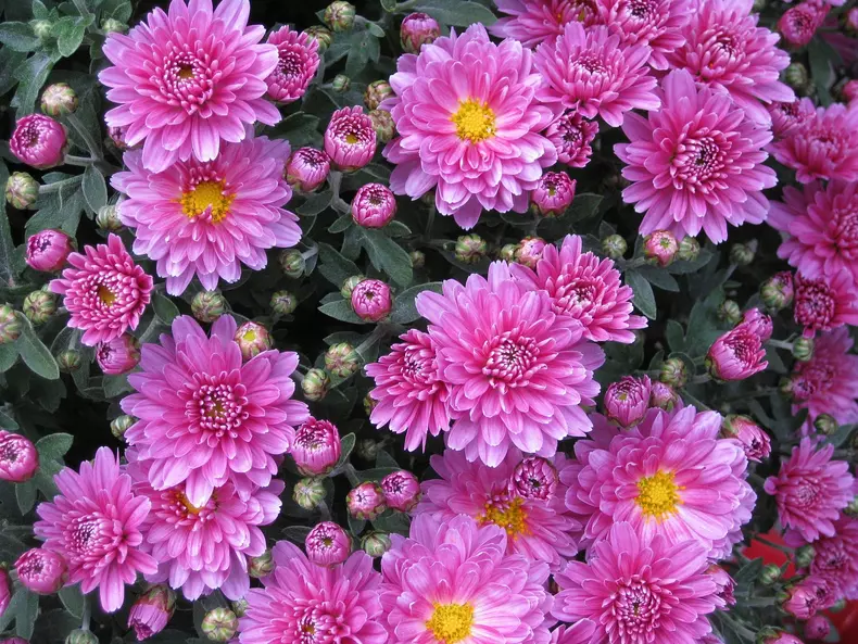 crizanteme flori perene