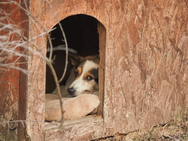 Câinii-Cristinei-Țopescu-2