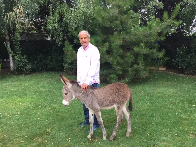 Avere-Adrian-Nastase-3