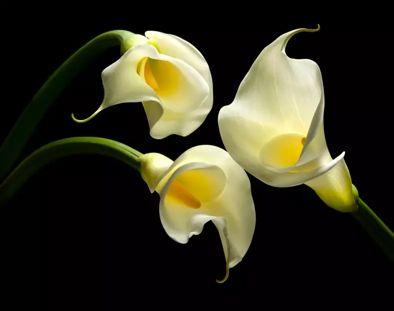 Three,Calla,Lillies,On,Black