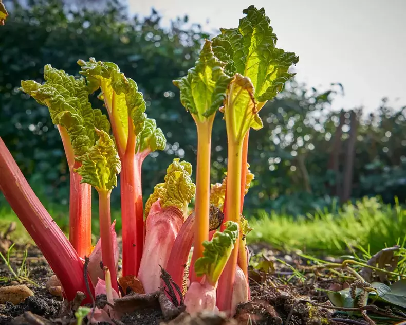 rubarba-plantare