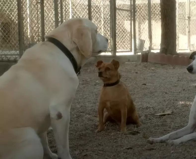 the-dog-who-saved-easter