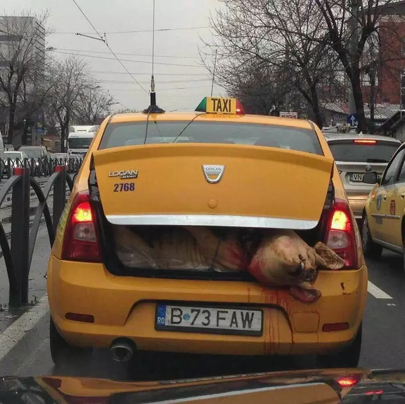 25508189_10207919647747966_9053665727771370135_n