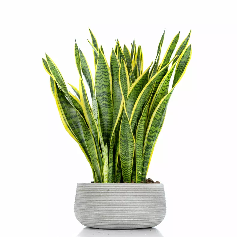 Planta șarpe