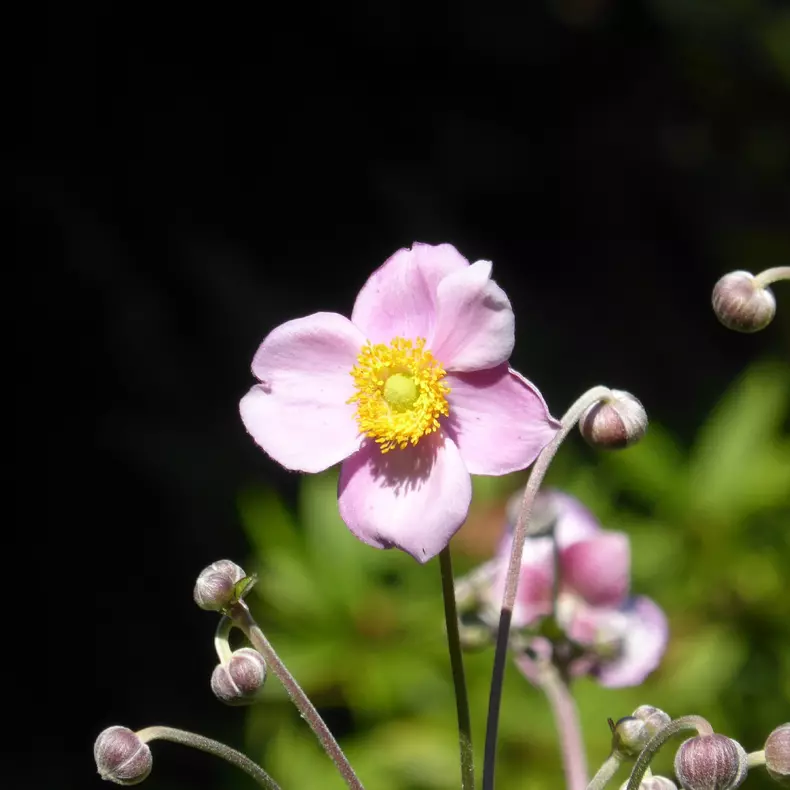 anemone japoneze flori perene