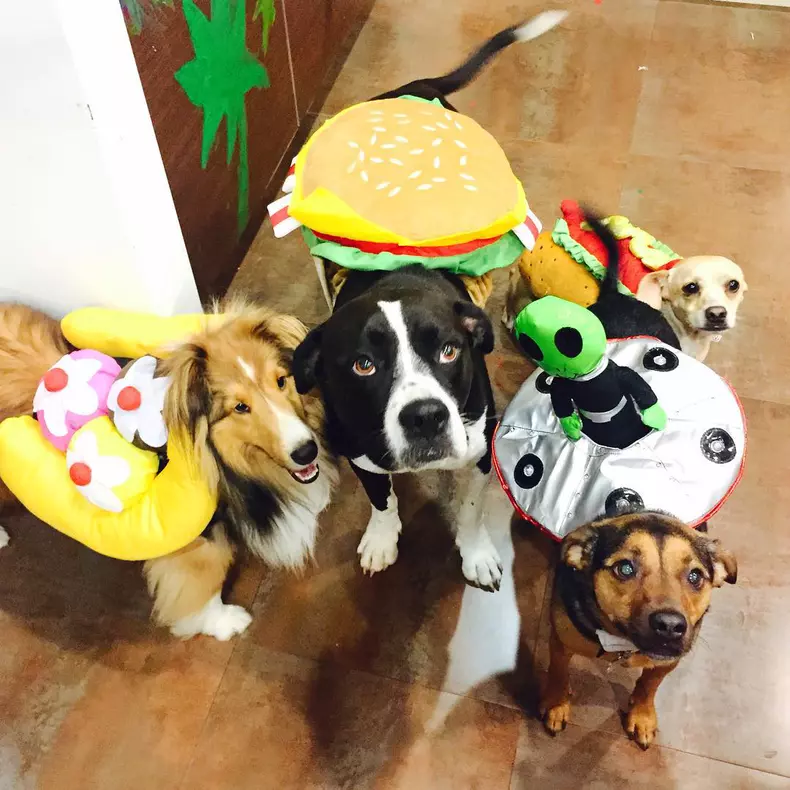 Cele mai amuzante costume de Halloween pentru animale