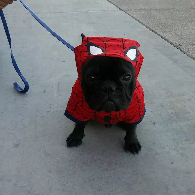 Cele mai amuzante costume de Halloween pentru animale