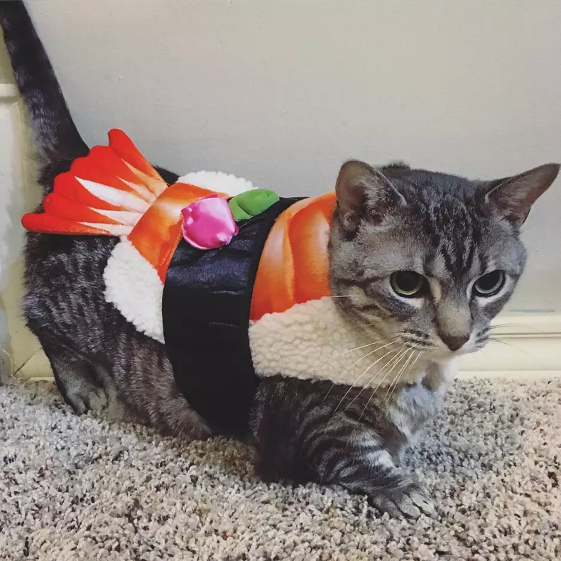 Cele mai amuzante costume de Halloween pentru animale