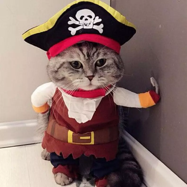 Cele mai amuzante costume de Halloween pentru animale