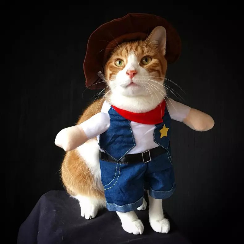 Cele mai amuzante costume de Halloween pentru animale