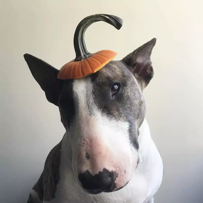 Cele mai amuzante costume de Halloween pentru animale