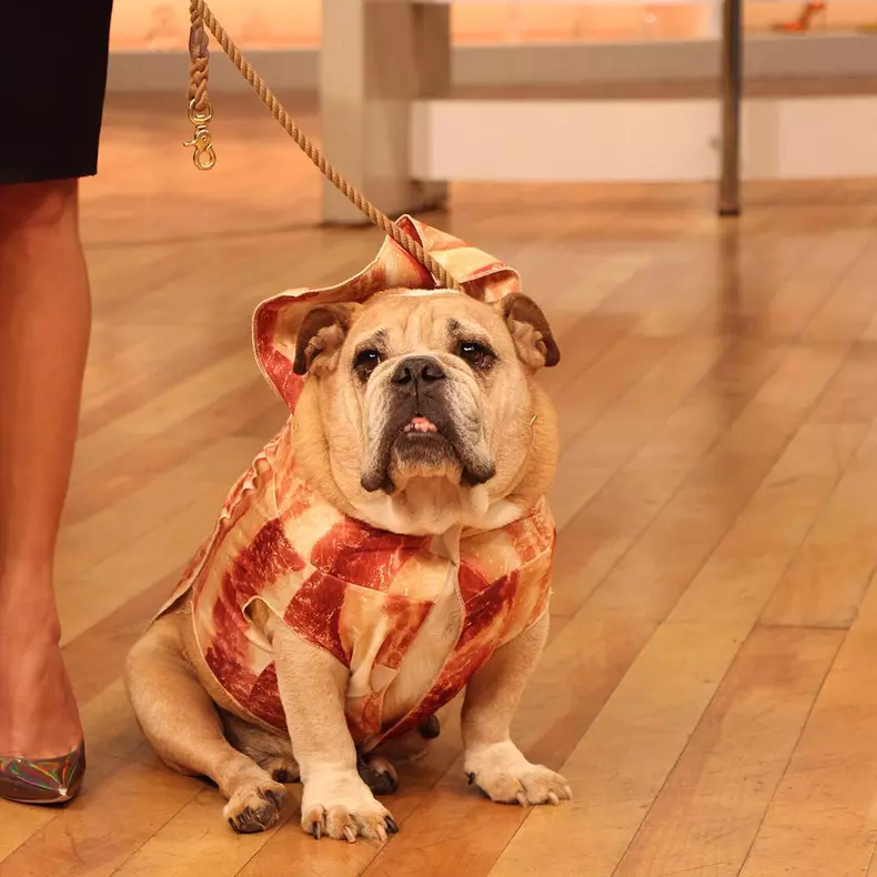 Cele mai amuzante costume de Halloween pentru animale