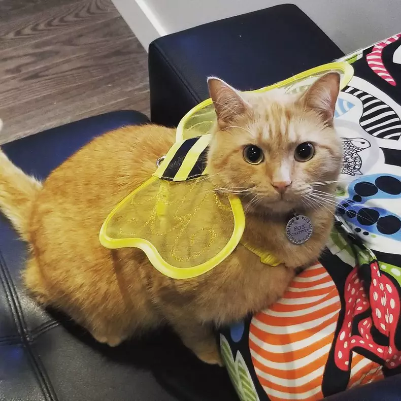 Cele mai amuzant0e costume de Halloween pentru animale