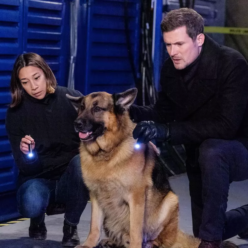 Hudson și Rex. Ce trebuie să știți despre eroul canin al serialului canadian de la TVR 2