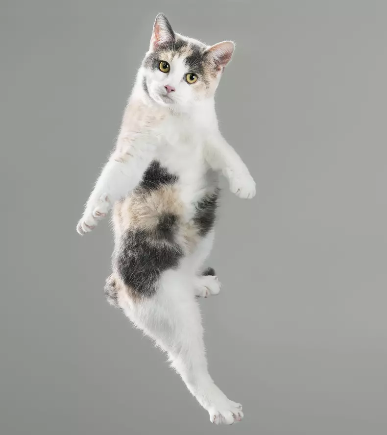 Flying Cats