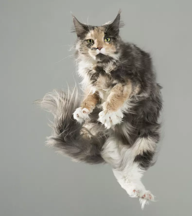 Flying Cats