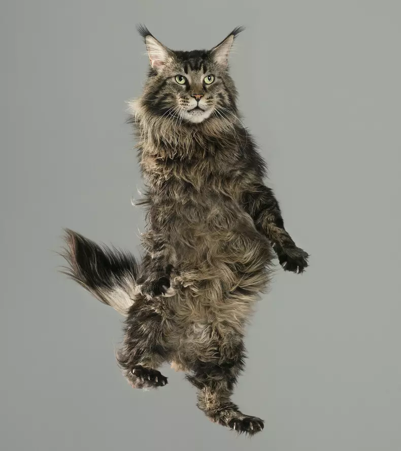Flying Cats