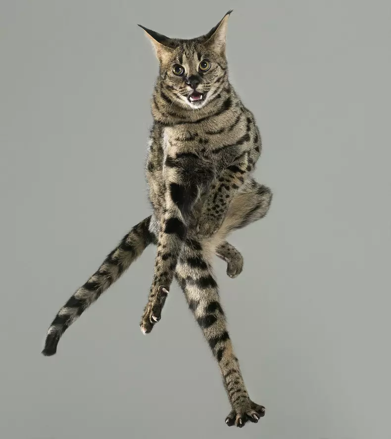 Flying Cats