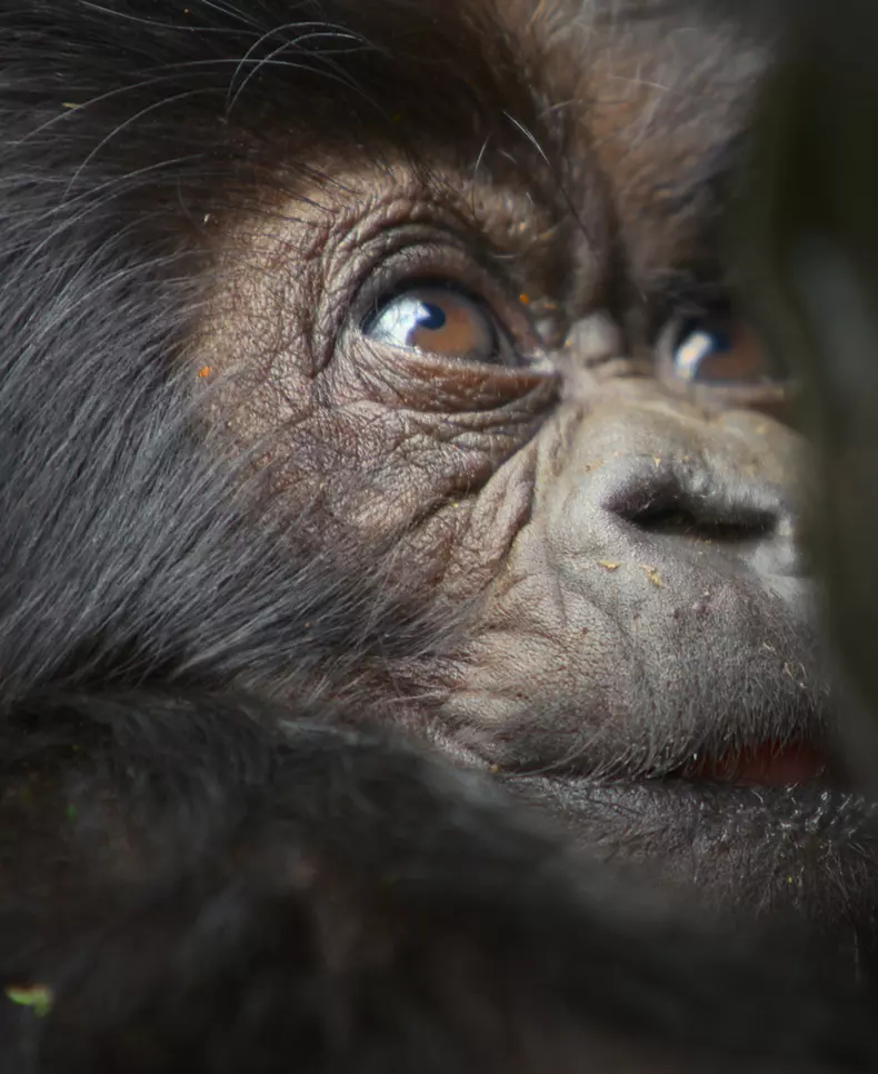 A Gorilla Story: Told by David Attenborough