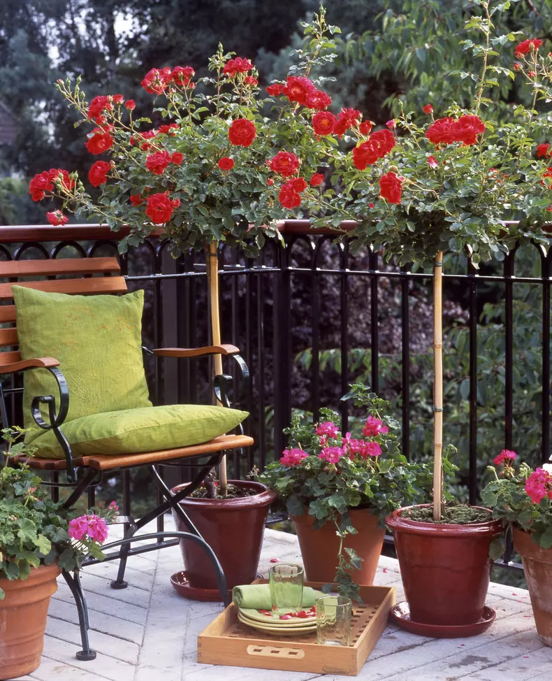 Balkon mit Rosenhochstämmchen und Geranien