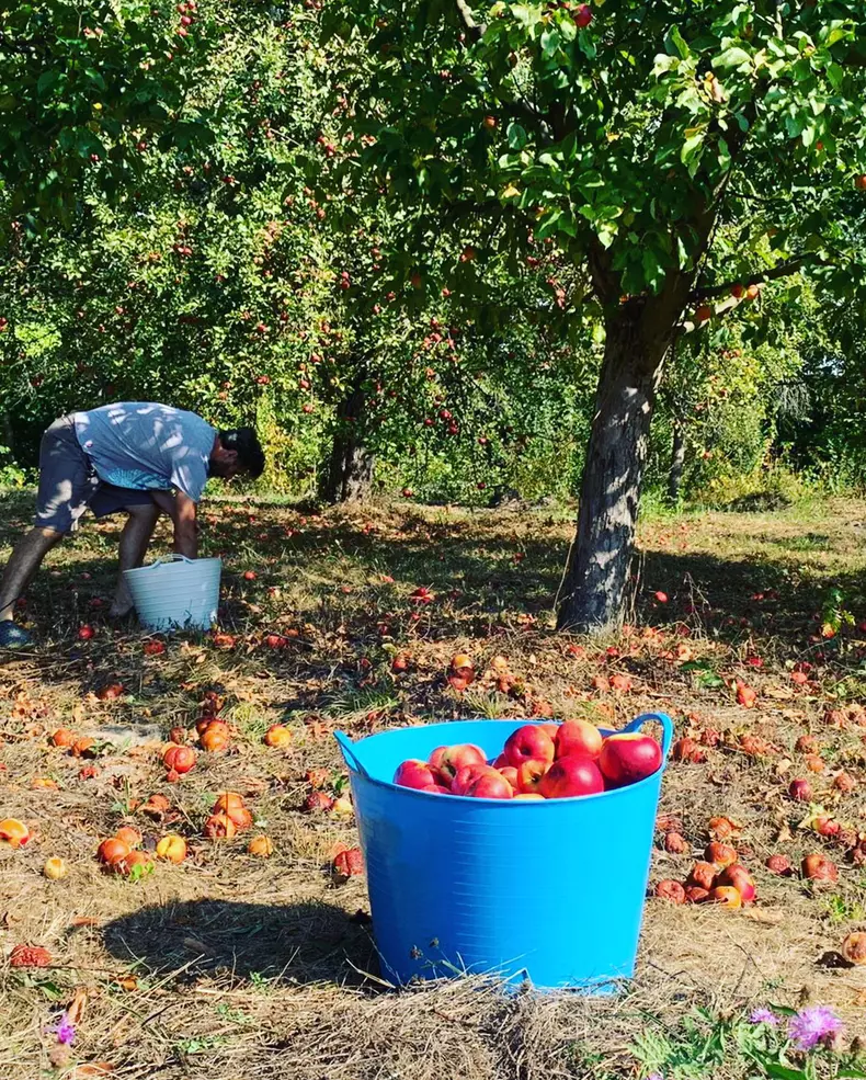 Dana Nalbaru la curte