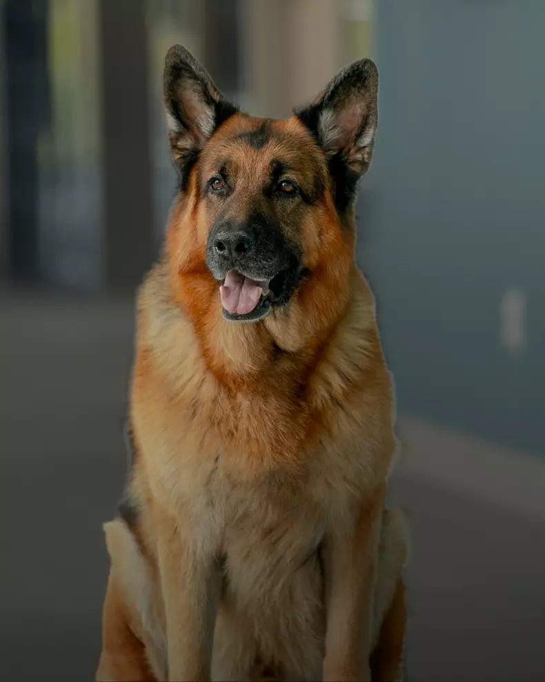 Hudson și Rex. Ce trebuie să știți despre eroul canin al serialului canadian de la TVR 2