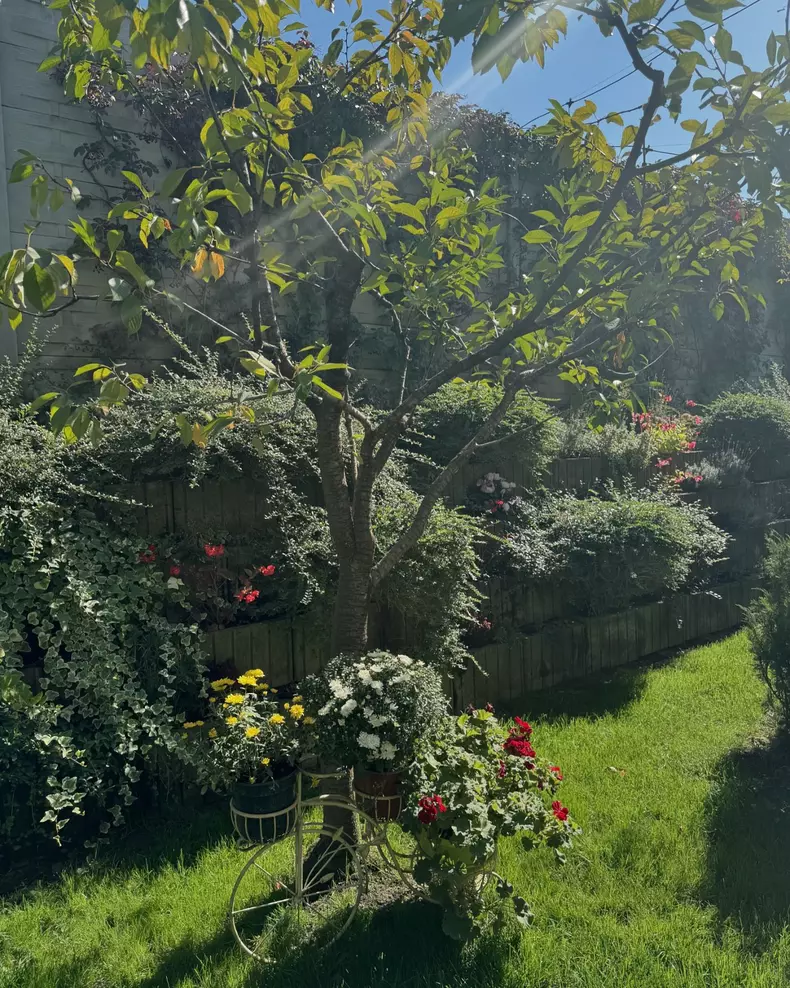 Curte casa Andreea Marin (1)